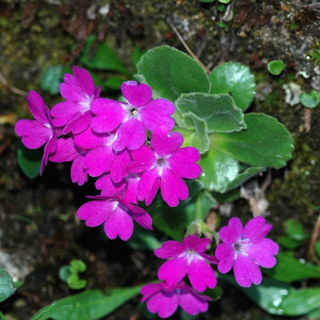 Primula hirsuta / Primula irsuta